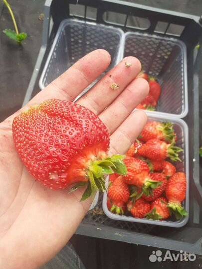 Рассада земляники крупноплодной (клубники)