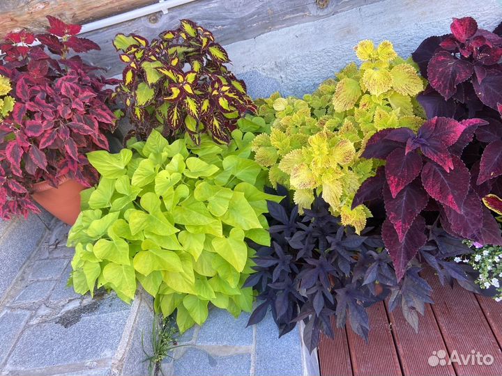 Ипомея батат