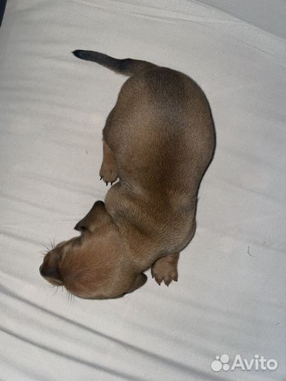 Щенки мини таксы