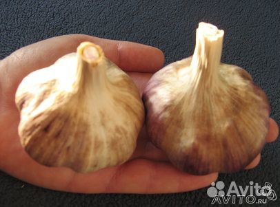 Крупный озимый чеснок на посадку - почтой