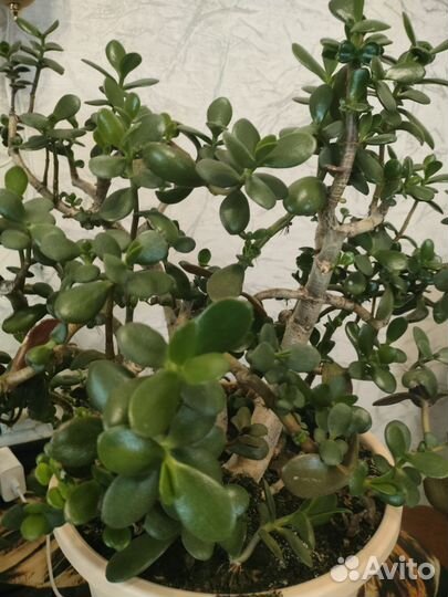 Замиокулькас, и денежные дерево