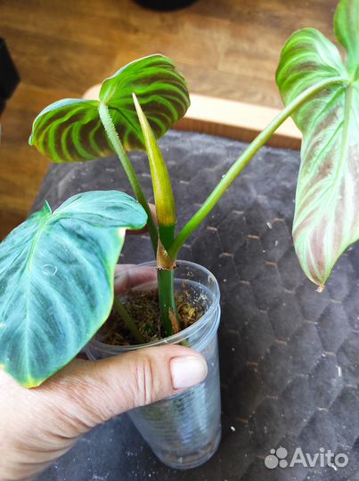 Филодендрон белая принцесса, варикозум