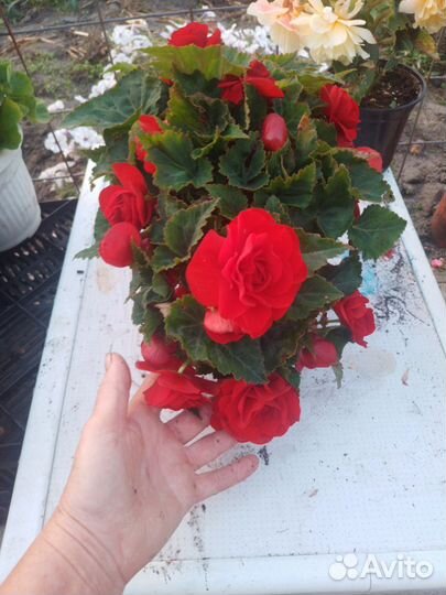 Черенки бегонии элатиор,белекония