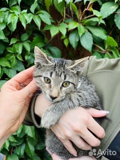 Котенок мальчик