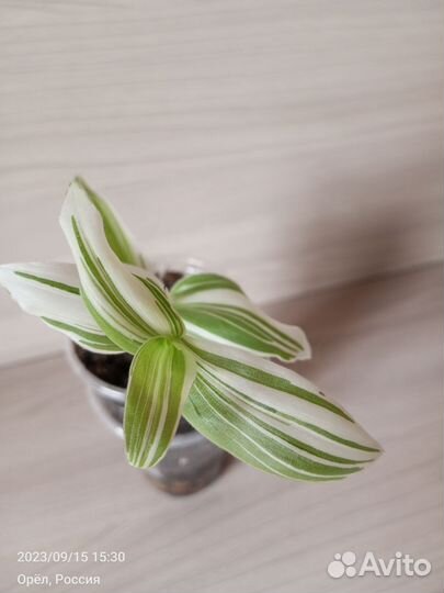 Комнатные растения (цветы) - 1