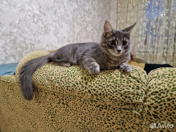 Котик ищет дом и семью