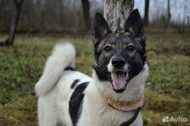 Собака Джуна