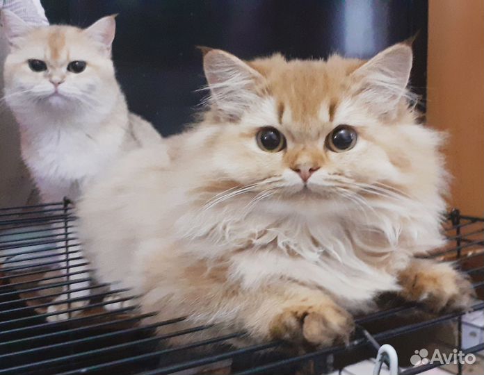 Британская кошка