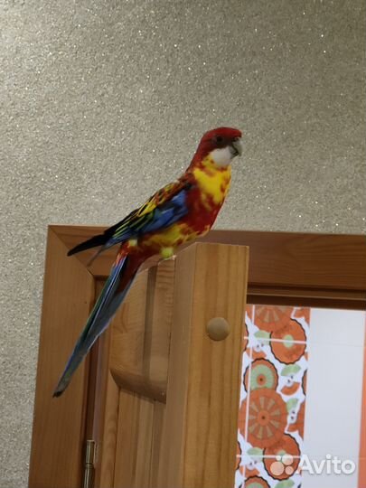 Попугай розелла