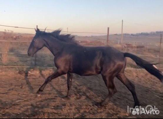 Карачаевская кобыла жеребчик жеребец къ араб