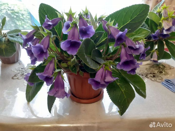 Глоксинья Тидея