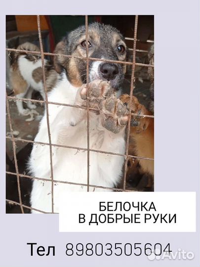 Белочка ищет дом