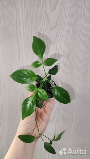 Комнатные растения 85