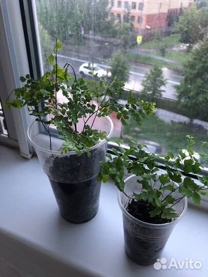 Папоротник Адиантум (Венерин Волос)