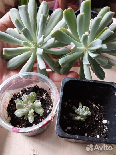 Суккуленты