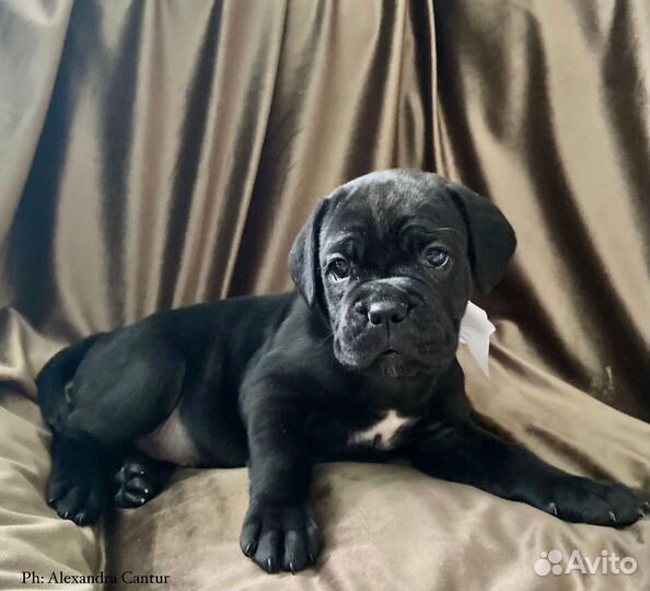 Долгожданный помет чемпионов РКФ