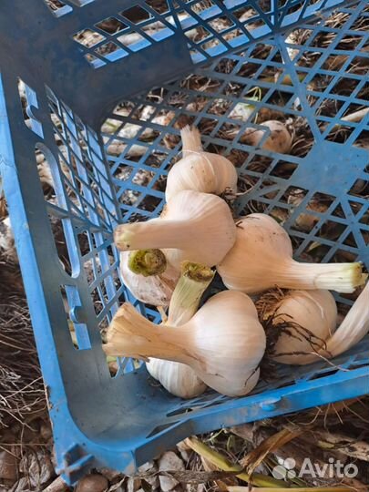 Продукты питания