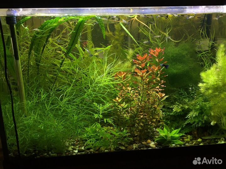 Растения для аквариума