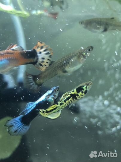 Аквариумные рыбы