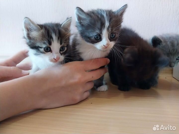 Британские котята