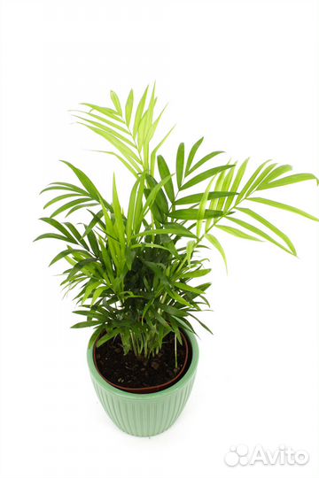 Хамедорея Элеганс в кашпо, цвет зеленый