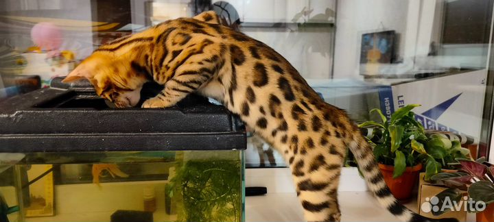 Продам бенгальского котенка