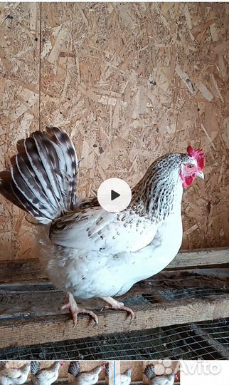 Яйцо на инкубацию несушки