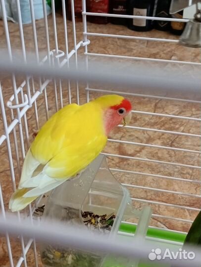 Попугай неразлучники с клеткой