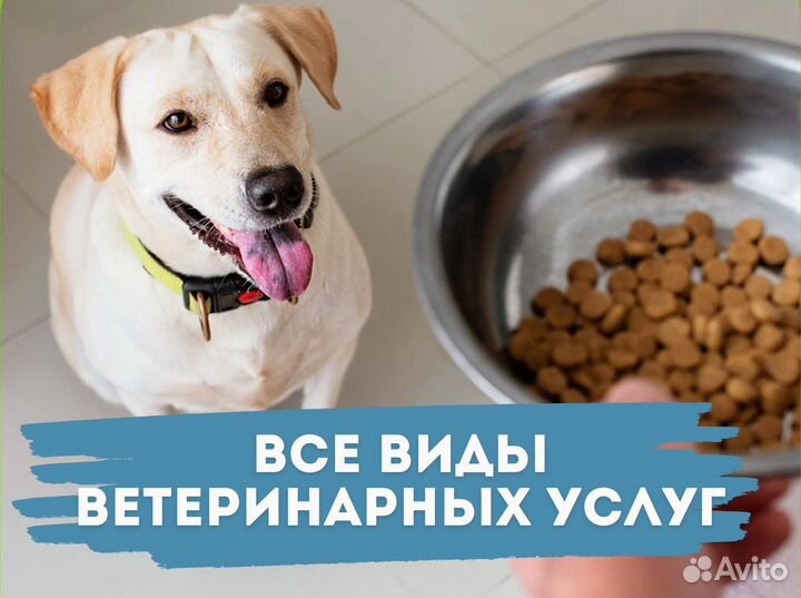 Ветеринарный врач на дом. Ветеринарная помощь