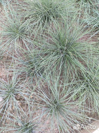 Овсяница сизая