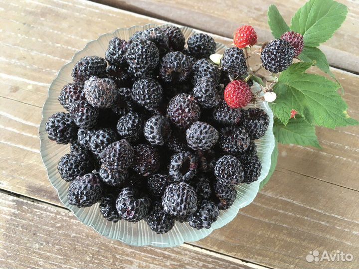 Ежемалина черная Кумберленд