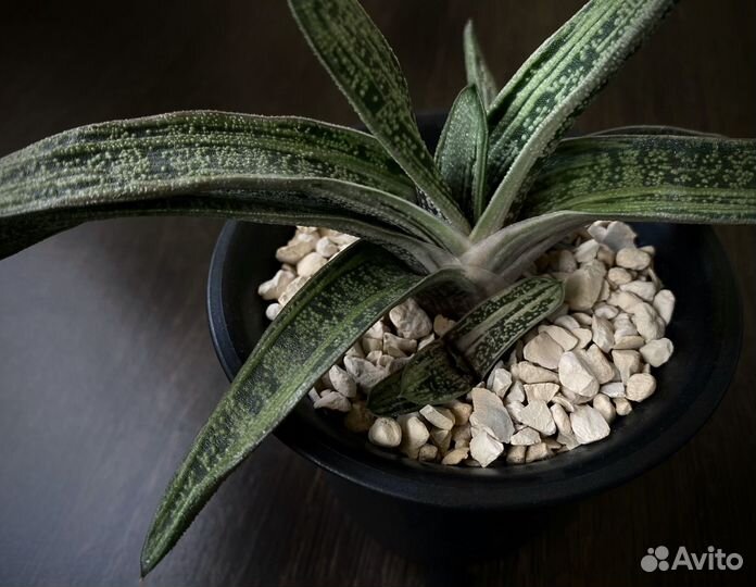 Гастерия Литл варти, суккулент