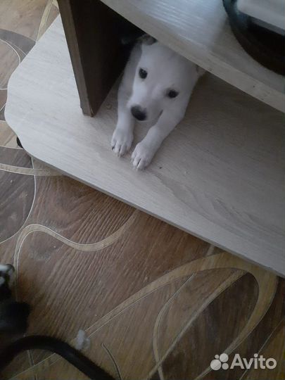 Щенки в добрые руки