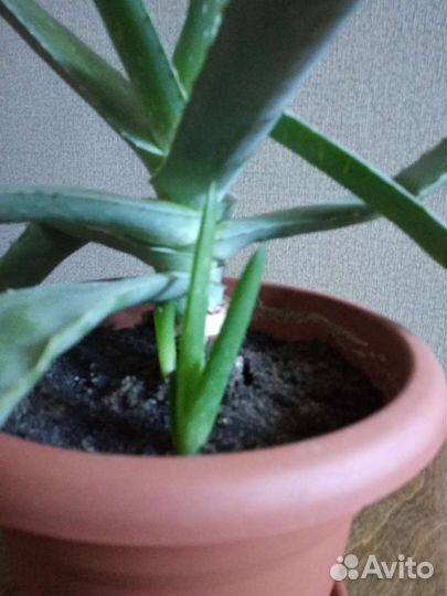 Алоэ вера лечебный