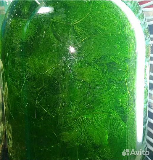 Tетраселмис