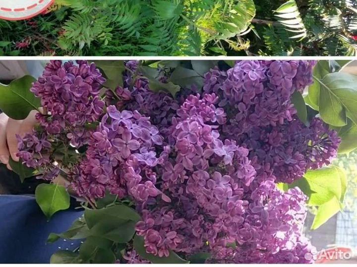 Сумах, живучка, лилейник, лилия, фундук и много др