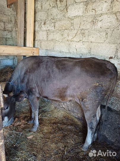 Корова на мясо