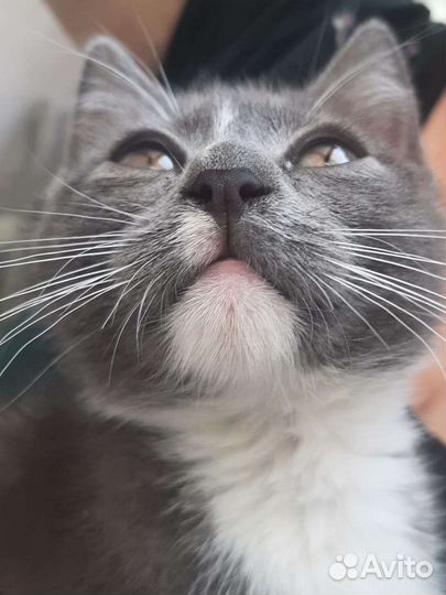 Котята в добрые руки бесплатно