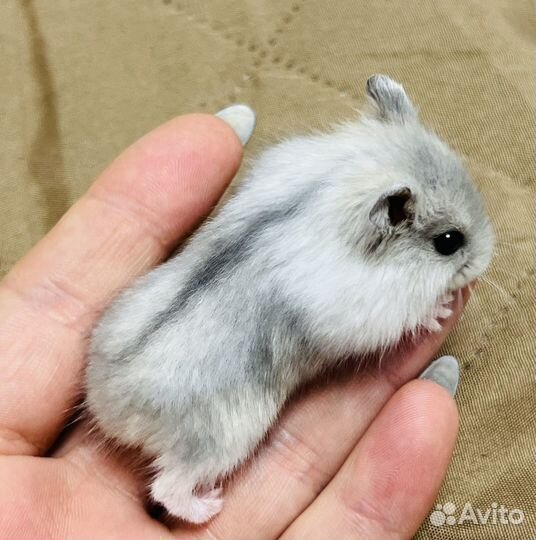 Джунгарские хомячки