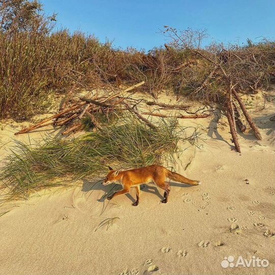 Экскурсии по Калининграду и области