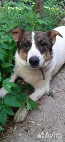 Небольшая собачка ищет дом в добрые руки