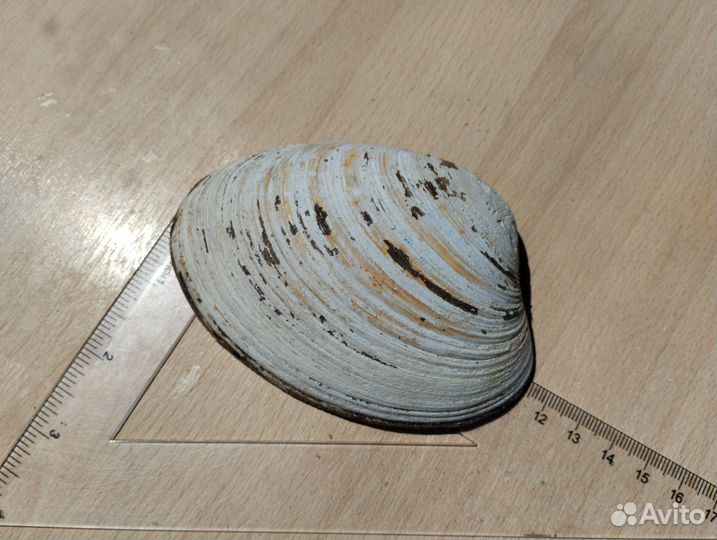 Морские ракушки раковины