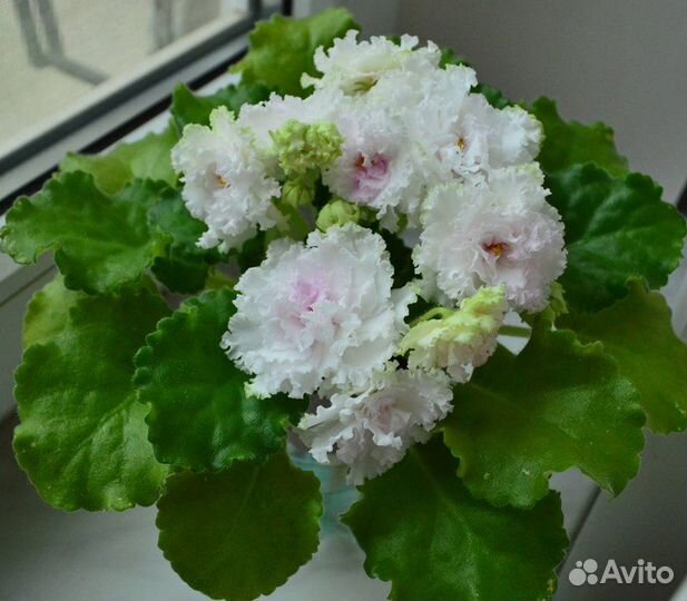 Комнатные цветы фиалки