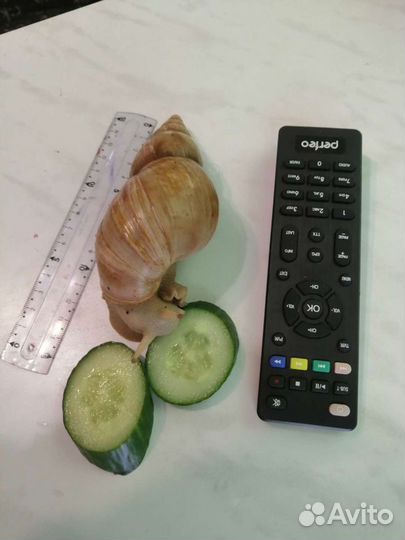 Улитки ахатины