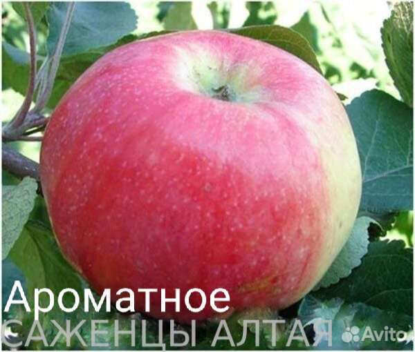 Саженцы Яблони с зкс и окс