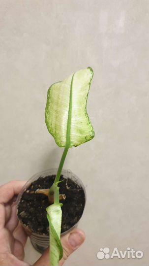 Диффенбахия / бесплатно