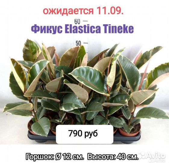 Фикус сортовой 4 вида, филодендрон сортовой