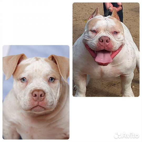 Купирование ушей