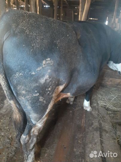 Быки на племя