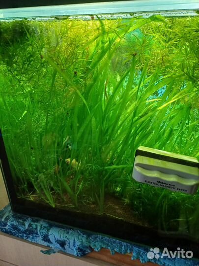 Аквариумное растение,возможен обмен на рыбок